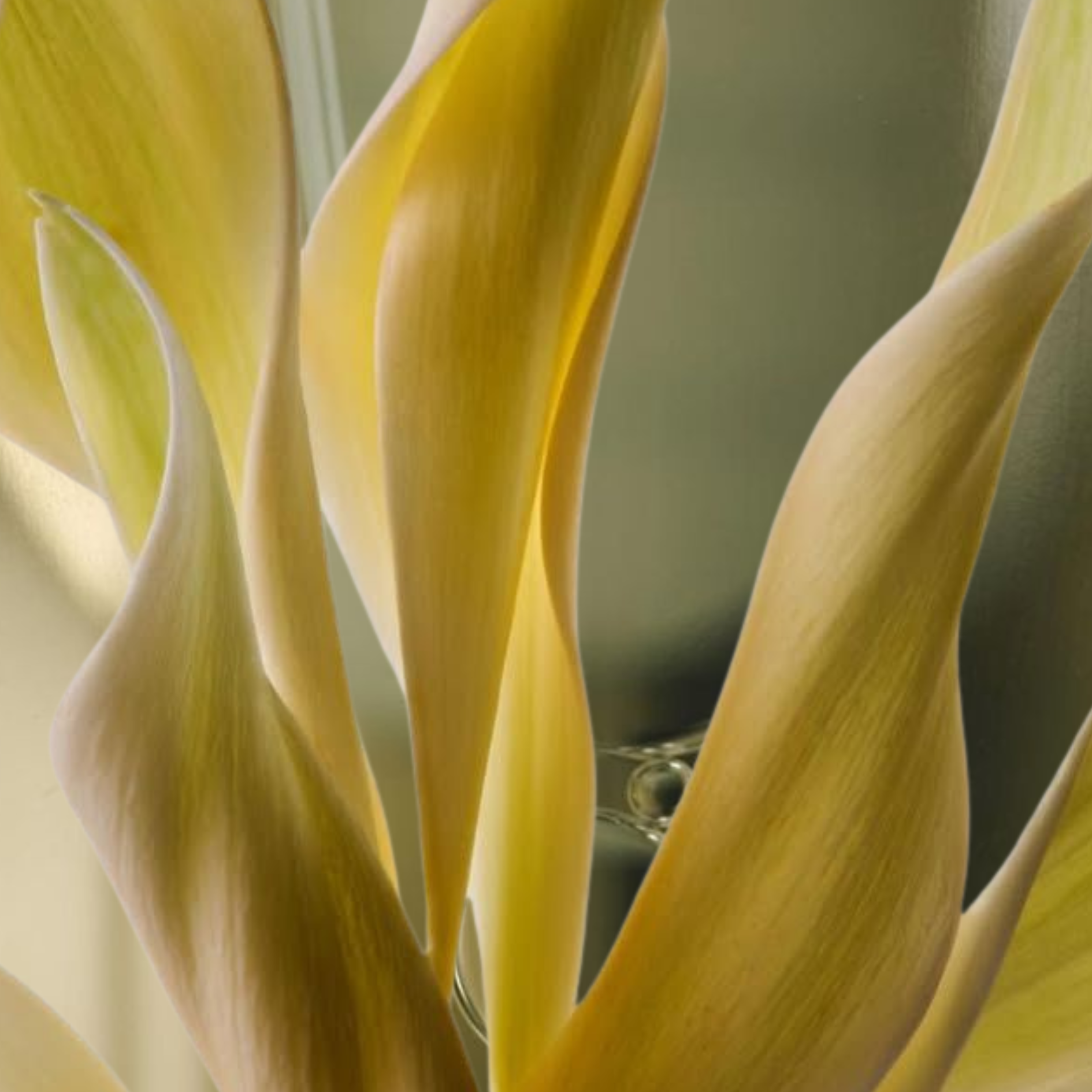 Ylang Ylang: The Flower of Flowers