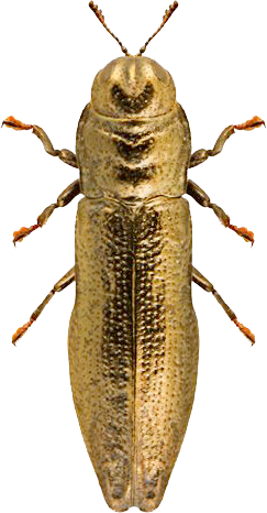 Botanical Body Serum | Jasmin de Nuit